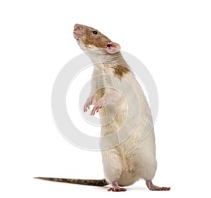 Rat standing ut on hind legs, isolated