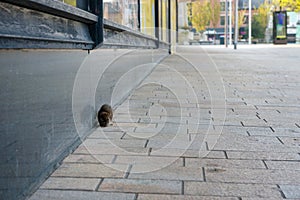 Rat on the street during the daylight