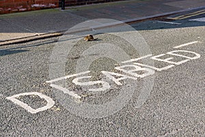 Rat on the street during the daylight