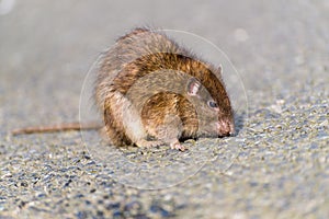 Rat on the street in daylight