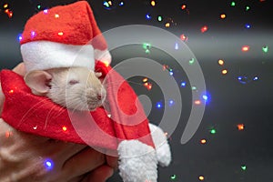 Rat in a suit of Santa Claus on the background of New Year`s garlands. The concept of a happy new year and christmas