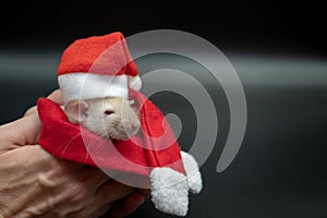 Rat in a suit of Santa Claus on a black background. The concept of a happy new year and christmas