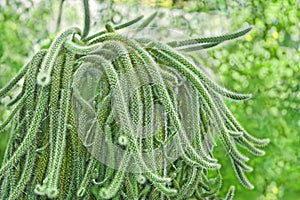 Rat Tail Cactus in pot outdoors