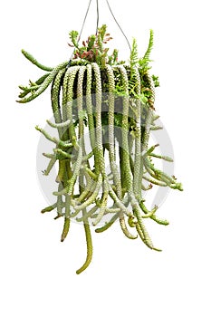 Rat Tail potted Cactus on white background . Scientific Name: Disocactus flagelliformis Latin