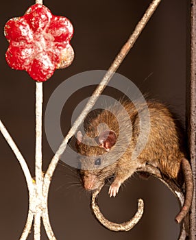 Rat temple in Deshnoke