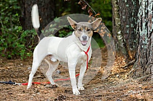 Rat Terrier Cattledog mixed breed dog