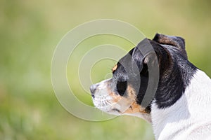 Rat Terrier dog