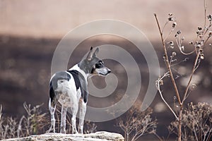 Rat Terrier dog