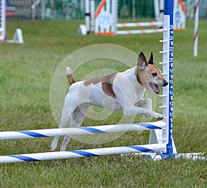 Rat Terrier at Dog Agility Trial