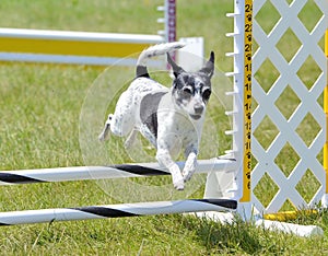 Rat Terrier at Dog Agility Trial