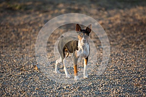 Rat Terrier dog on gravel road