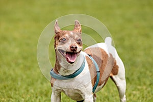 Rat terrier dog mix