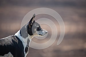 Rat Terrier dog