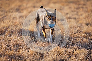 Rat Terrier dog playing ball