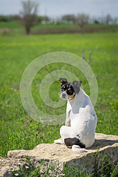 Rat Terrier farm dog