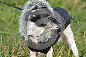 Rat Terrier Italian Greyhound Mix-Breed Dog Wearing Coat