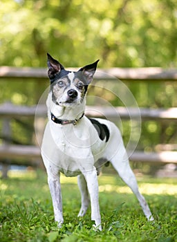 A Rat Terrier mixed breed dog outdoors