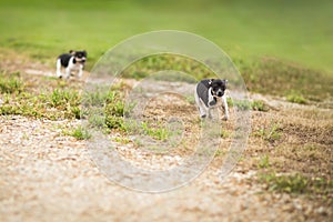 Rat Terrier puppies running outdoors