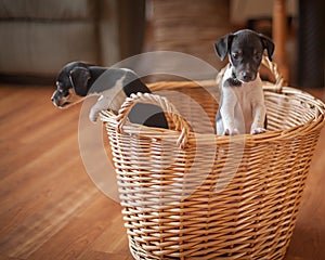 Rat Terrier puppies in wicker basket