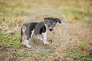 Rat Terrier puppy