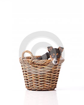 Rat Terrier puppy in wicker basket
