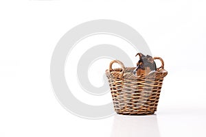 Rat Terrier puppy in wicker basket