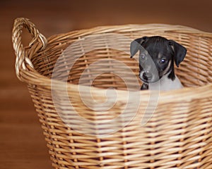 Rat Terrier puppy in wicker basket