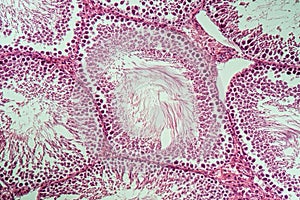 Rat testicles with sperm tissue in cross section