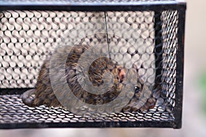 rat trapped in the cage