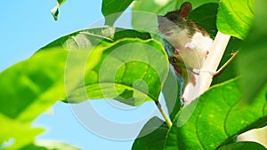 Rat on tree, Hiding of mice