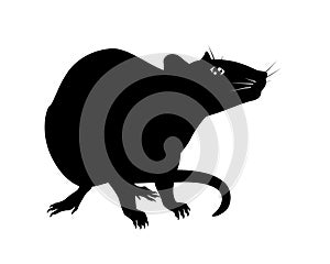 Rat - vector silhouette for pictogram or logo. Silhouette of a wary rat sitting for a sign or icon. Sitting little rodent - black