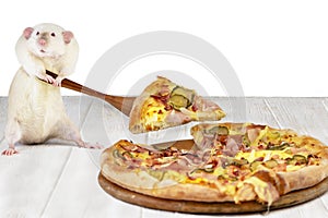 rat wants to steal and eat an appetizing slice of pizza