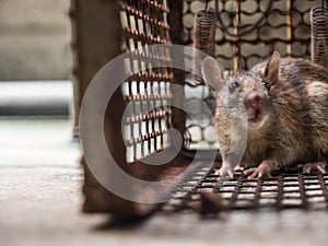 The rat was in a cage catching a rat. the rat has contagion the disease to humans such as Leptospirosis, Plague.