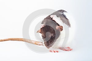 Rat is washing itself with its paws. Spotted rat isolated on white background. Rodent pets. Domesticated rat close up