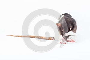 Rat is washing itself with its paws. Spotted rat isolated on white background. Rodent pets. Domesticated rat close up