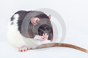 Rat is washing itself with its paws. Spotted rat isolated on white background. Rodent pets. Domesticated rat close up