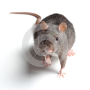 Rat on white