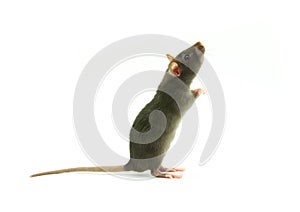 Rat on white