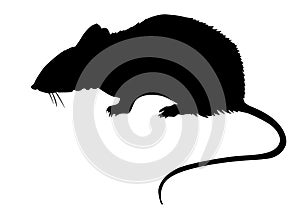 Rat on white background photo