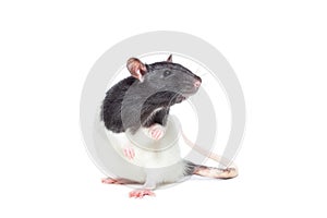 Rat on white background