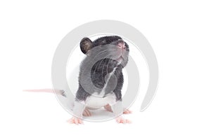 Rat on white background