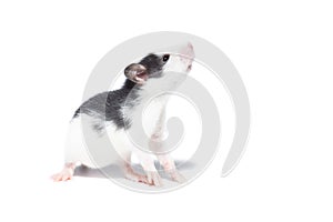 Rat on white background