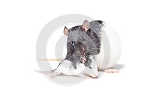 Rat on white background