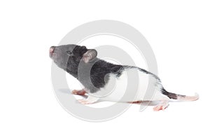 Rat on white background