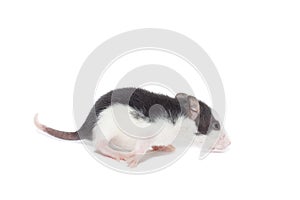 Rat on white background