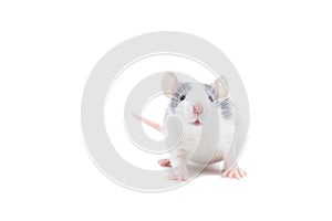 Rat on white background