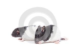 Rat on white background