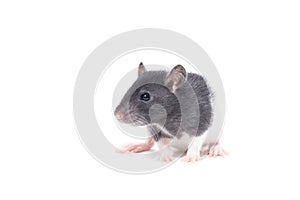 Rat on white background