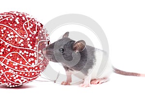 Rat on white background