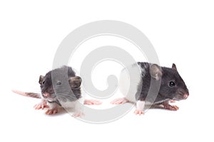 Rat on white background